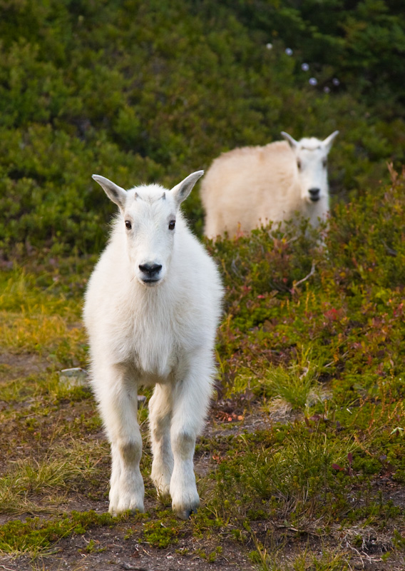 Young Mountain Goats